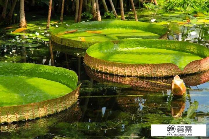 被称为地球之肺的亚马逊热带雨林，到底有多可怕？
