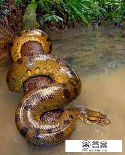 被称为地球之肺的亚马逊热带雨林，到底有多可怕？