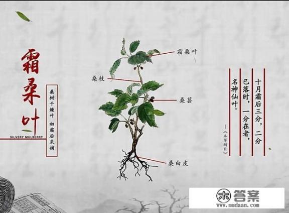 桑叶泡水喝的功效是什么？