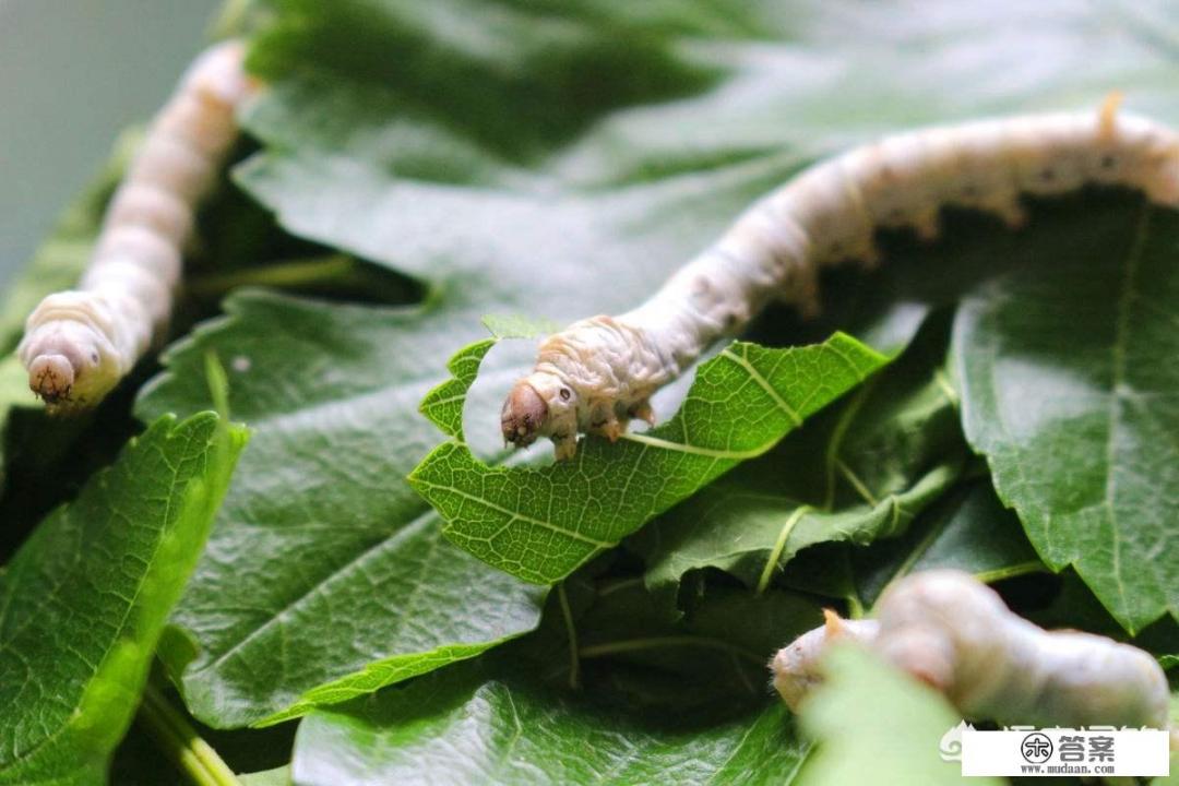 桑叶泡水喝的功效是什么？