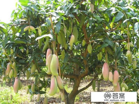 芒果有哪些形态特征和功效? 芒果有哪些形态特征和功效?