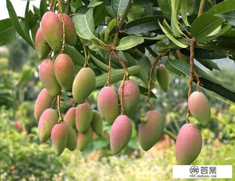 芒果有哪些形态特征和功效? 芒果有哪些形态特征和功效?