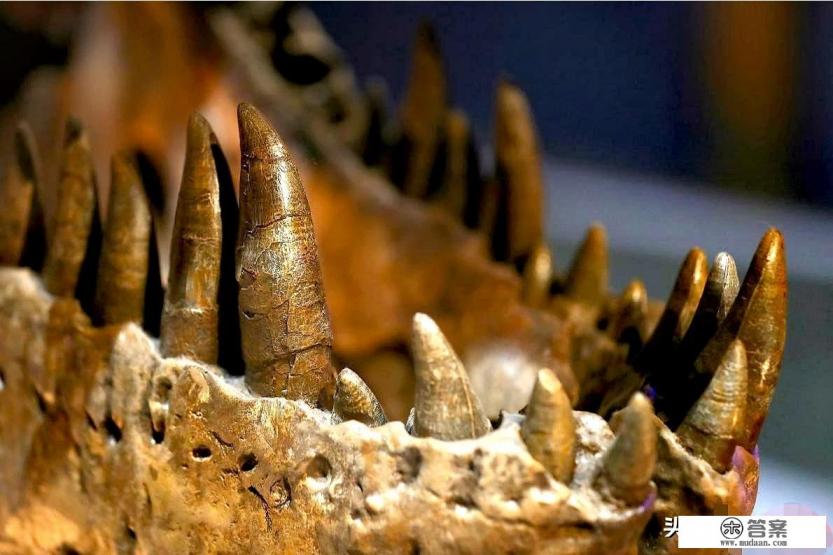 数千万年前，海洋霸主是谁？