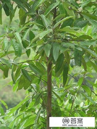 肉桂有哪些功效？