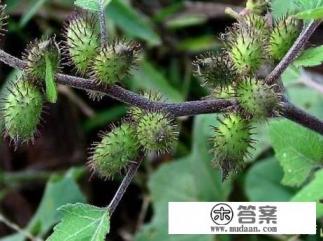 苍耳介绍? 苍耳介绍?