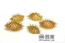 苍耳介绍? 苍耳介绍?