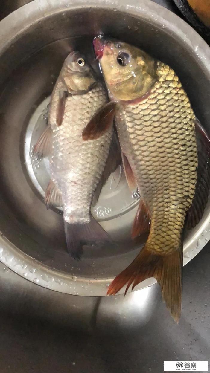 十一米手竿，用于野钓鲫鱼，钓草洞，必须硬挺直，价位在一千元左右，用过的钓友有什么推荐？