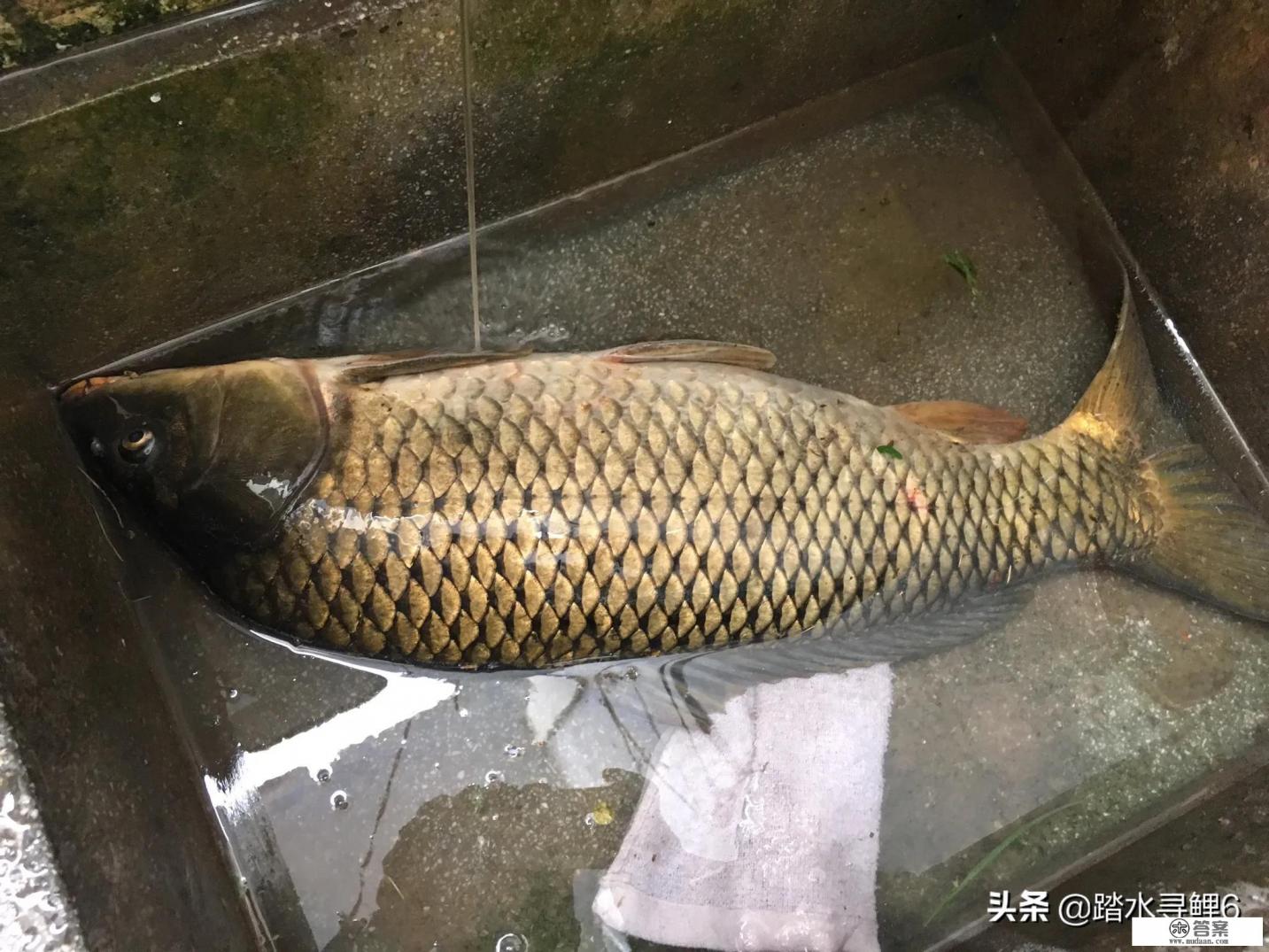 十一米手竿，用于野钓鲫鱼，钓草洞，必须硬挺直，价位在一千元左右，用过的钓友有什么推荐？