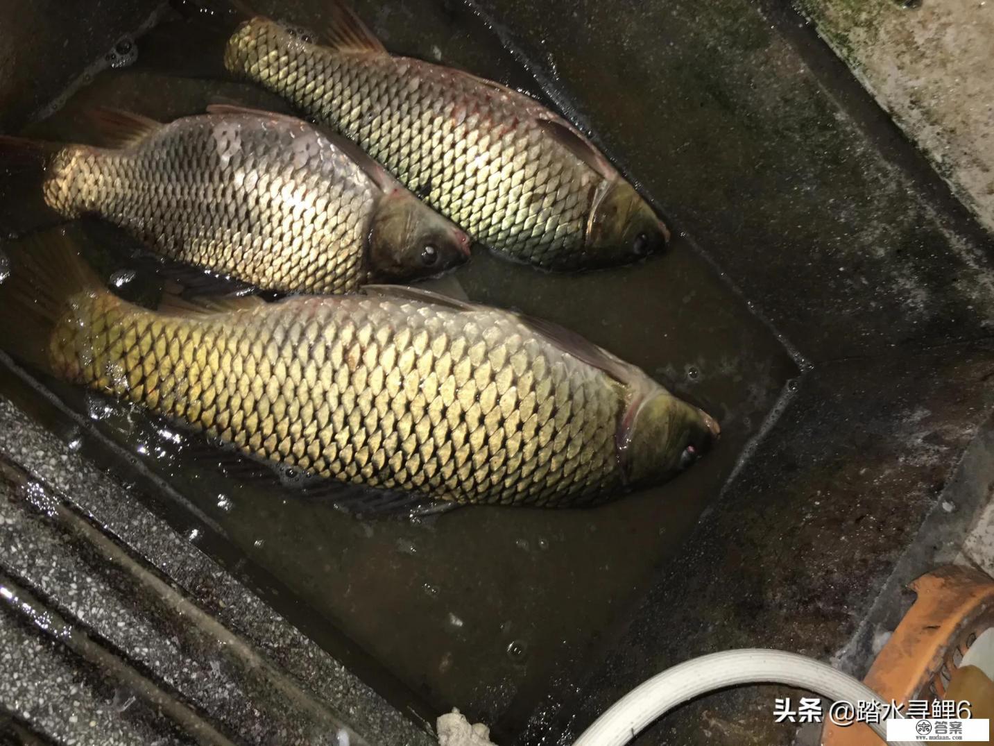 十一米手竿，用于野钓鲫鱼，钓草洞，必须硬挺直，价位在一千元左右，用过的钓友有什么推荐？