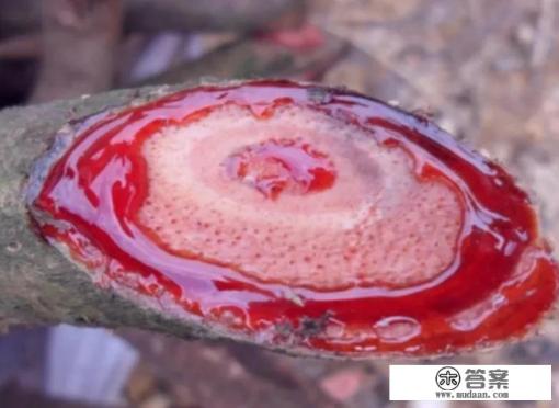 鸡血藤的功效与作用及食用方法是什么？