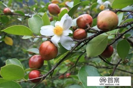 农村山茶油一斤能卖100多元,为何这么贵?山茶油有哪些好处? 农村山茶油一斤能卖100多元,为何这么贵?山茶油有哪些好处?