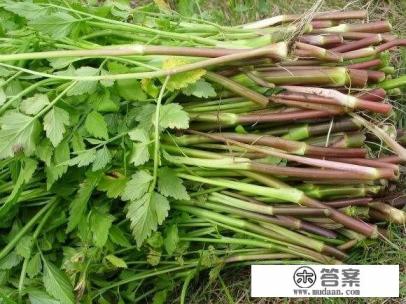 水芹菜野芹菜区别？