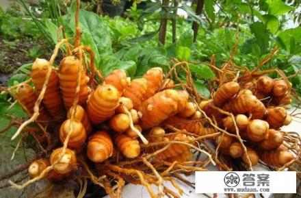 沙姜是一种什么样的植物，可以用作调料吗？