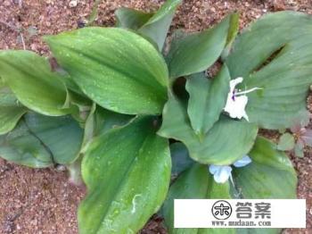 沙姜是一种什么样的植物，可以用作调料吗？