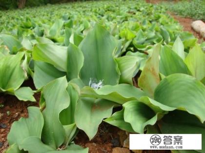 沙姜是一种什么样的植物，可以用作调料吗？