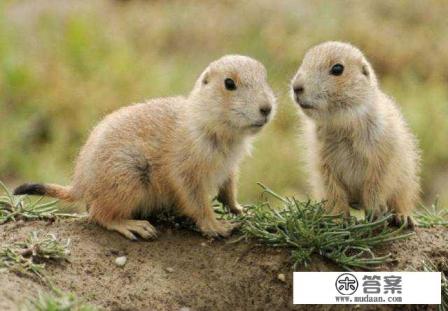 为什么成千上万的老鼠聚集一起会有鼠疫? 为什么成千上万的老鼠聚集一起会有鼠疫?