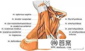 落枕是什么意思?该如何缓解? 落枕是什么意思?该如何缓解?