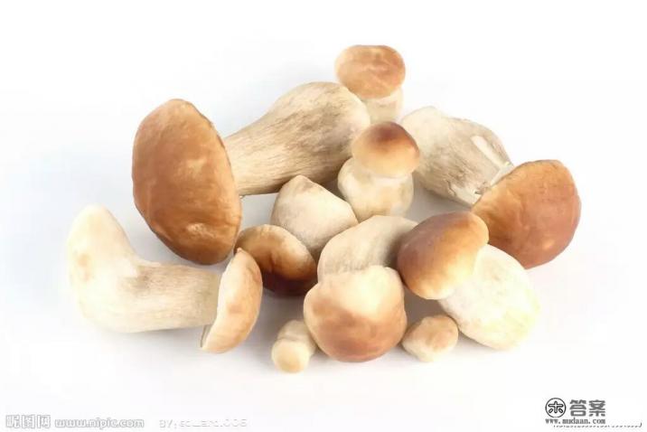 平菇是什么? 平菇是什么?