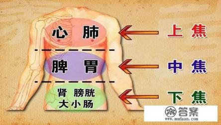 中医三焦到底是指什么人体结构？