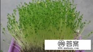 怎样培育豌豆苗？