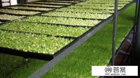 怎样培育豌豆苗？