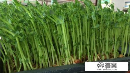 怎样培育豌豆苗？