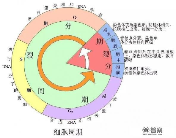 环磷酰胺是一种什么样的神药，他能够治癌症？