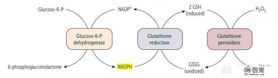 孩子出生查有蚕豆病，怎么办？