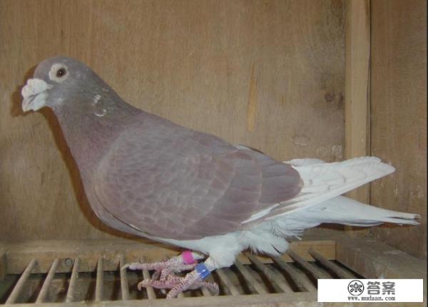 鸽子的寿命有多长？