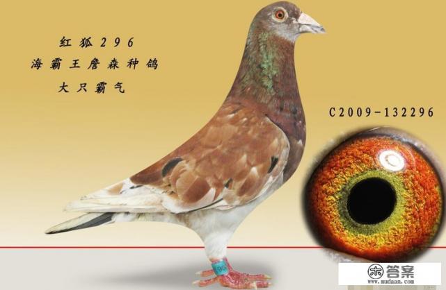 鸽子的寿命有多长？