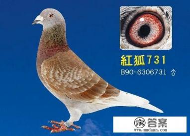 鸽子的寿命有多长？