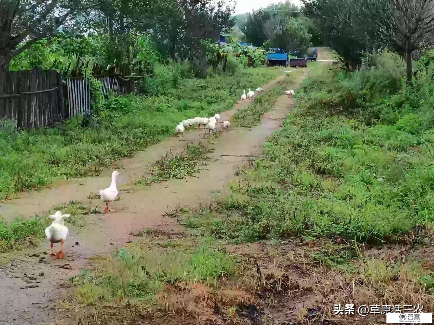 大鹅打完疫苗后，为什么还会出现死鹅现象？