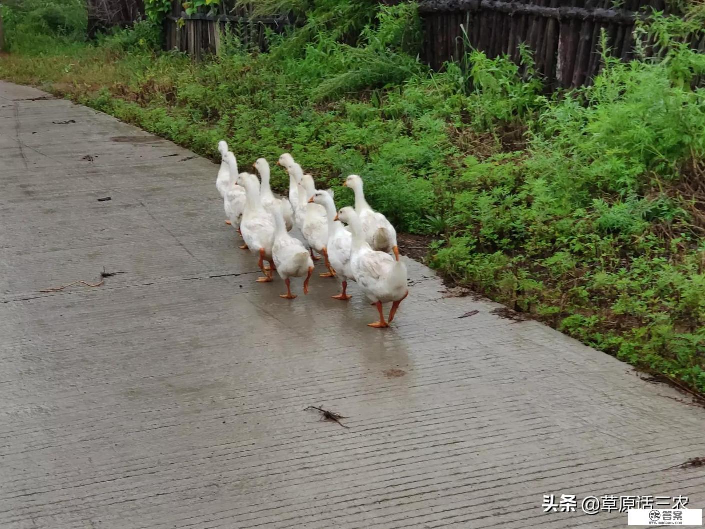 大鹅打完疫苗后，为什么还会出现死鹅现象？