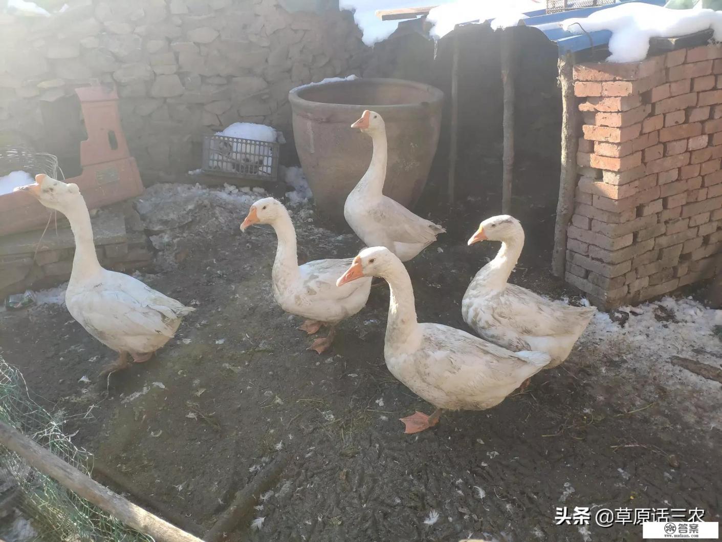 大鹅打完疫苗后，为什么还会出现死鹅现象？