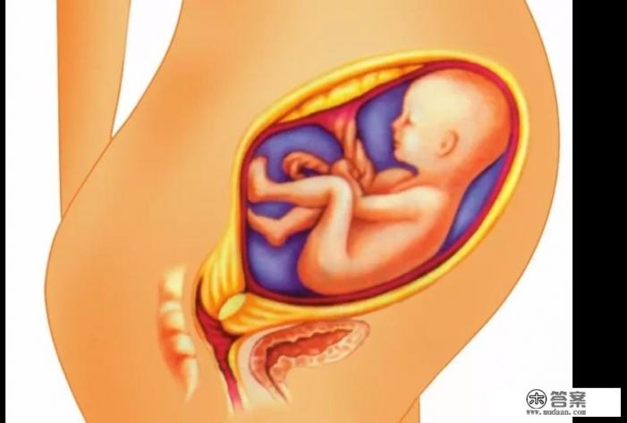 怀孕四个月，宝宝有怎样的变化？