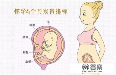 怀孕四个月，宝宝有怎样的变化？