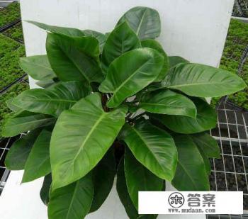 绿皇扦插方法？