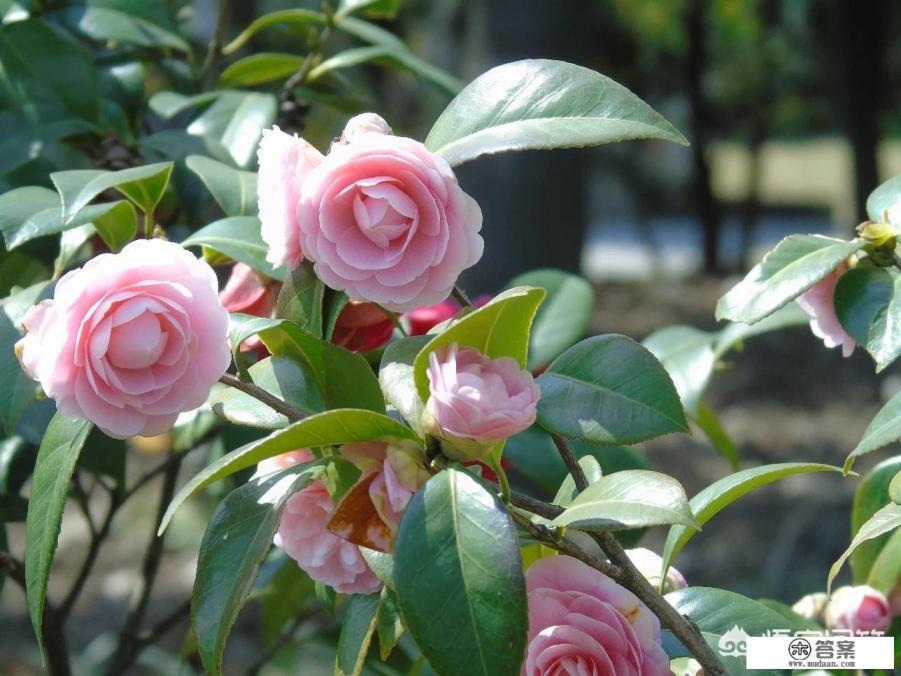 2023楚雄茶花园开放时间?