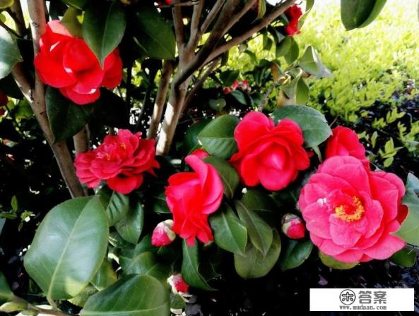 2023楚雄茶花园开放时间? 2023楚雄茶花园开放时间?