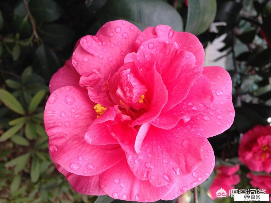 2023楚雄茶花园开放时间? 2023楚雄茶花园开放时间?