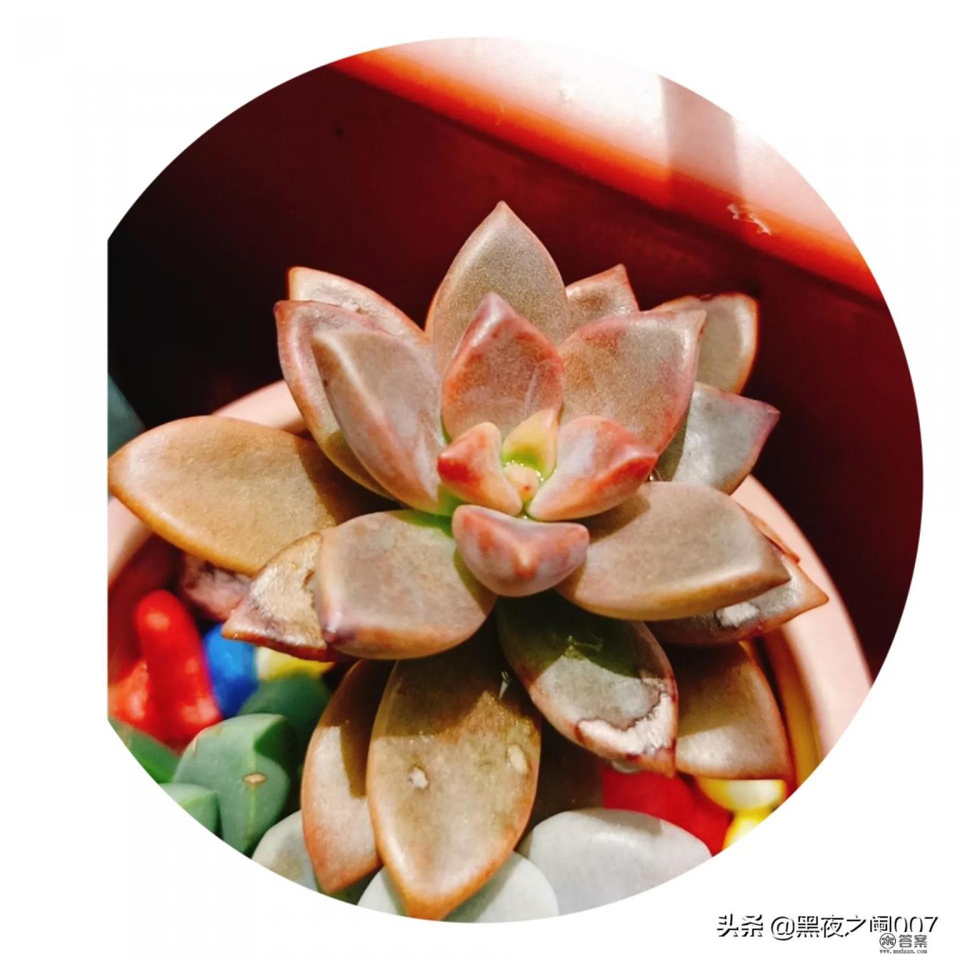 如何考上清华北大？一套完整的计划？