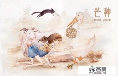 今日芒种，有啥习俗，吃点啥好，如何养生？