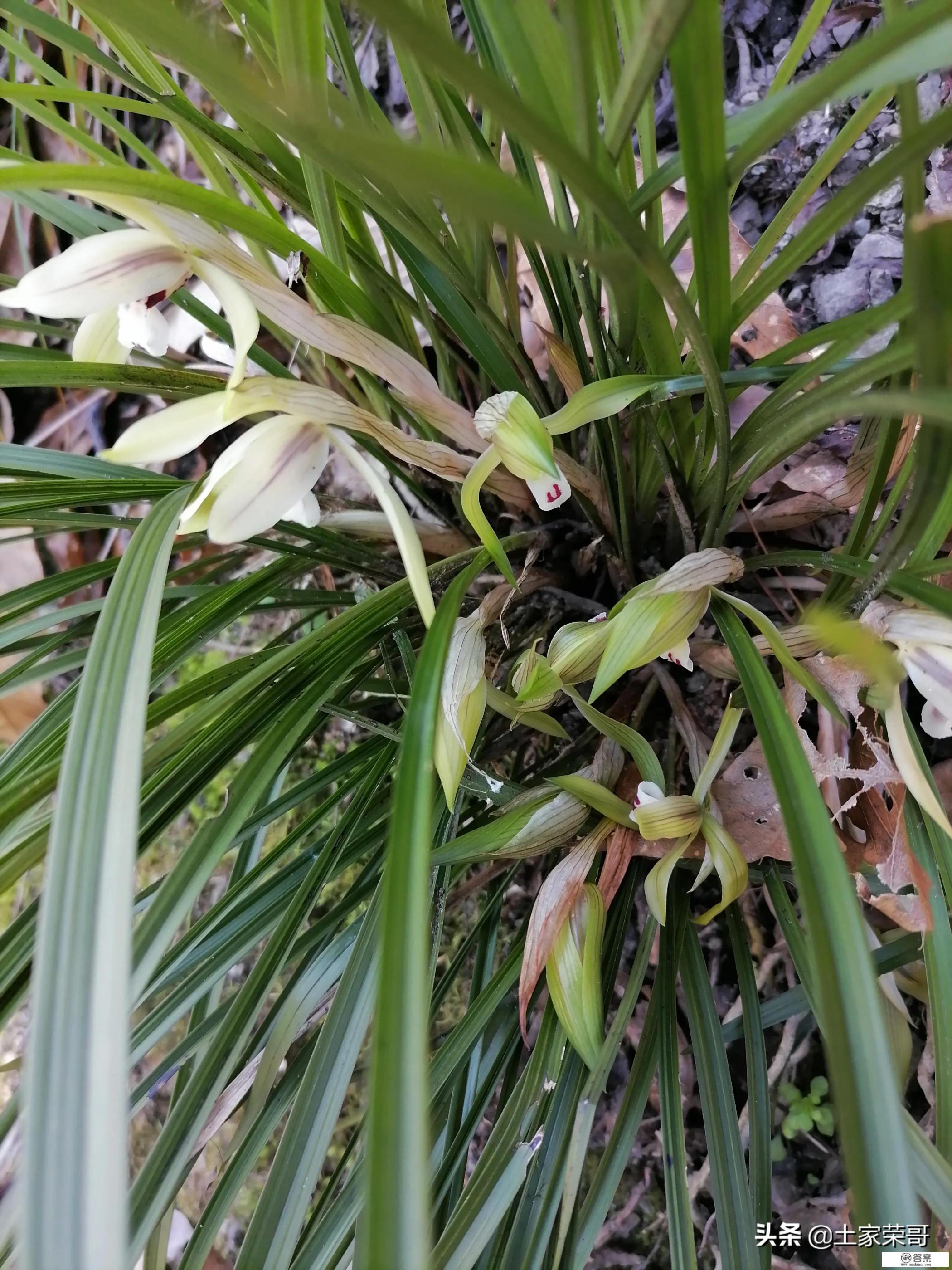 第一次去张家界,是自由行,还是跟当地团呢? 第一次去张家界,是自由行,还是跟当地团呢?