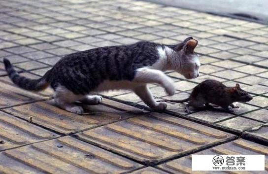 猫肉可以吃吗?吃了有什么后果?