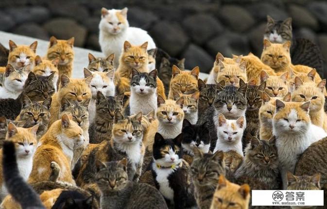 猫肉可以吃吗?吃了有什么后果? 猫肉可以吃吗?吃了有什么后果?