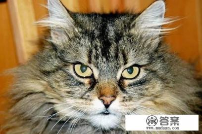 猫肉可以吃吗?吃了有什么后果? 猫肉可以吃吗?吃了有什么后果?