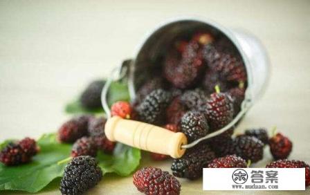 泡十斤白酒要几斤桑葚？