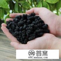 泡十斤白酒要几斤桑葚？