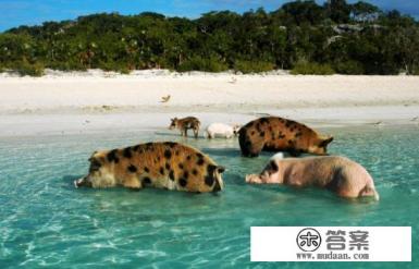 到巴哈马蜜月旅游，该如何规划行程？