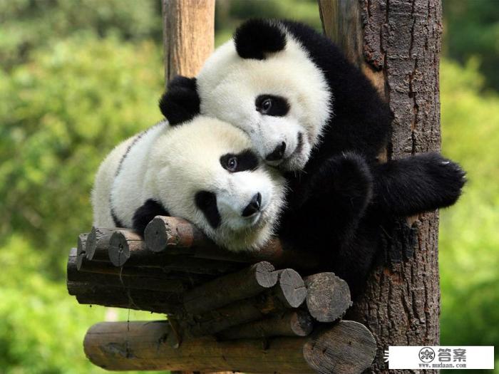 从成都出发自驾游稻城亚丁与林芝如何安排线路？